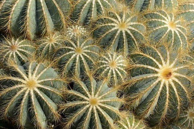 kaktus parodia magnifica.jpg
