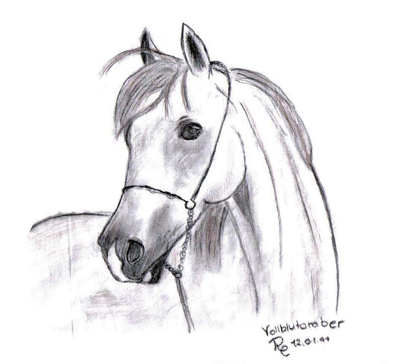 kresba koně