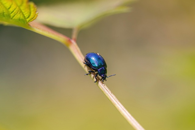 Babička měla doma brouky. 